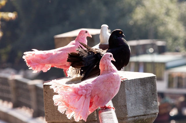 推出了多款 推出了多款